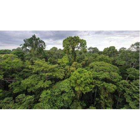 Solar Ağaçlar Ormanı Korumaya Geliyor